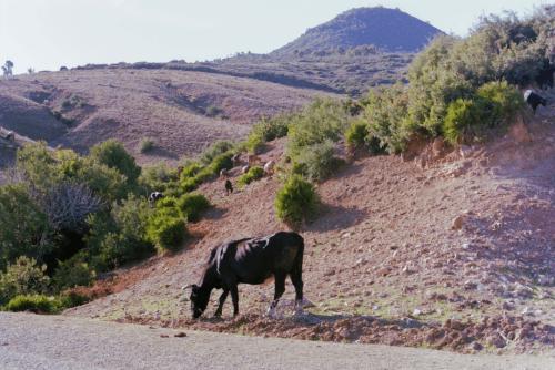 027Afrika1