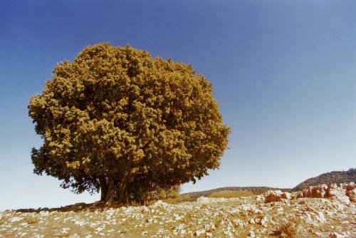 035Afrika1