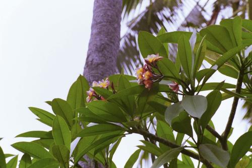 image006