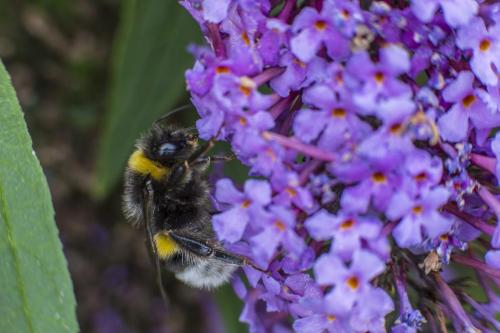 20150808- 1X1A0281