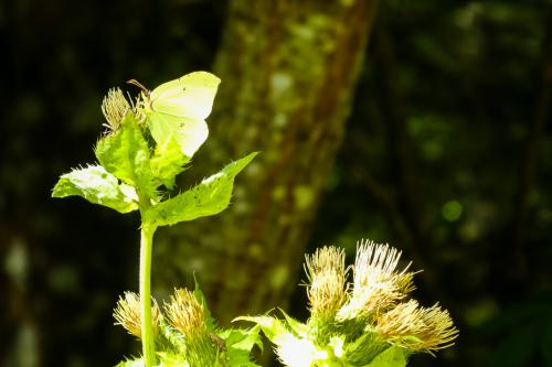 P1020031