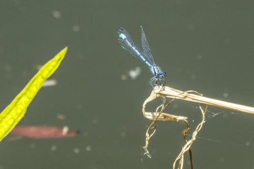 009 P1020751