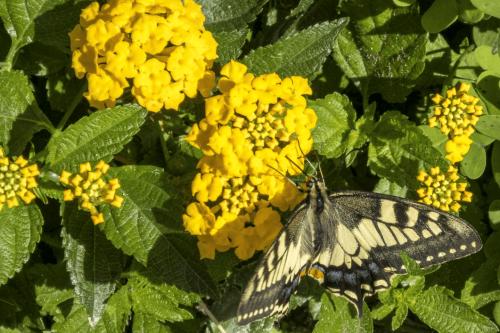 036 P1030518