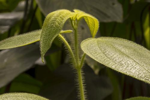 0013 P1030978