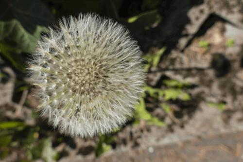 15  DSC0344
