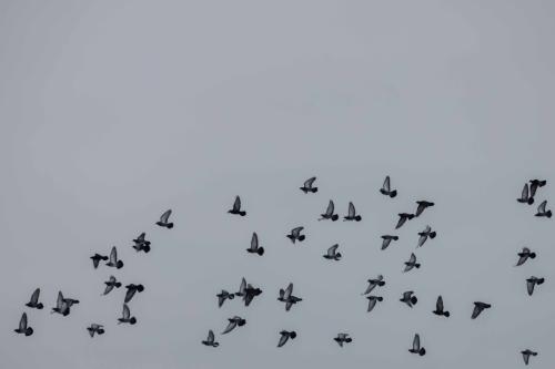 25  T4A0106