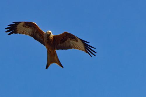 11 T4A0998 DxO