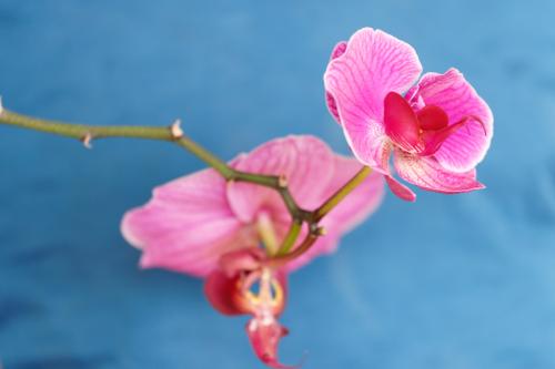 03  T4A3032 DxO