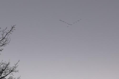 15  T4A3127 DxO