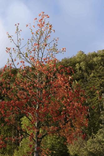 Herbst