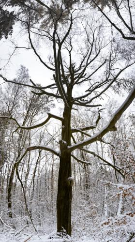 Schlamau im Winter