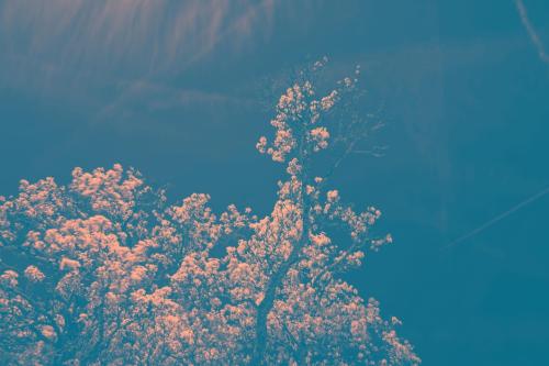 17 2404  T4A3126-CR3 DxO DeepPRIME Nik