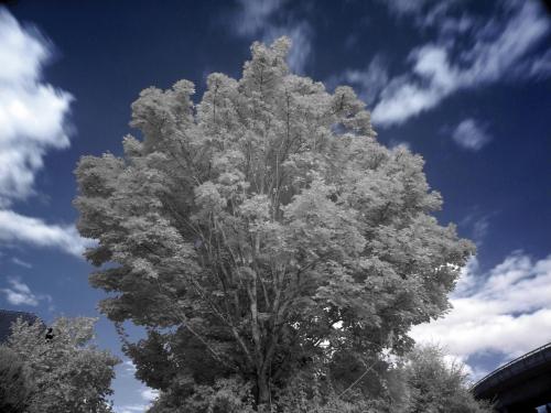 26 2409 DSC02872