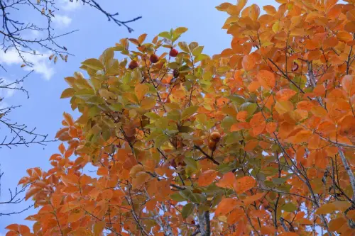 reisen japan 27 27 2024-baum-Fruechte-herbst-Herbstfaerbung-Japan-Reisen  T4A5209