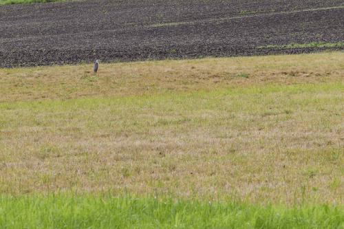 0014  T4A3840 DxO