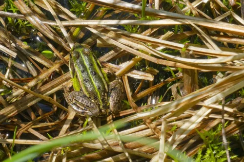 008 Amphibie-Frosch-Sepia-Toene-Tier  DSC6017