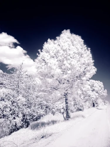 015 IR DSC02946