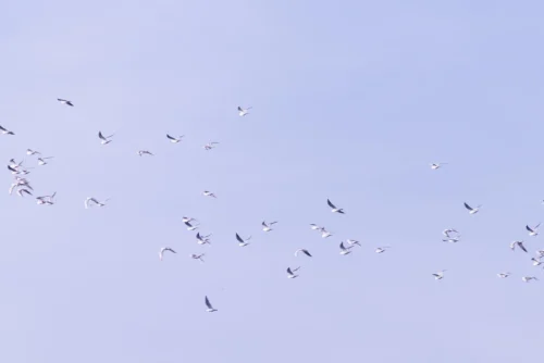 011 ©DHaagenwww.hagi-life.ch  5II2971