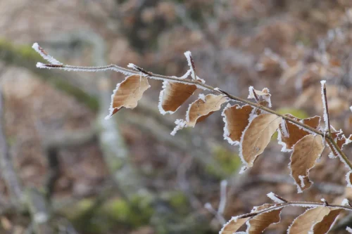 040 ©DHaagenhagi-life.ch  DSC6524