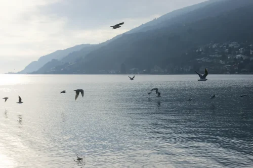 017 ©DHaagen hagi-life.ch  DSC6616