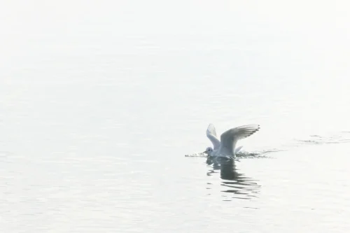 019 ©DHaagen hagi-life.ch  DSC6622