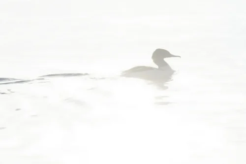 020 ©DHaagen hagi-life.ch  DSC6625