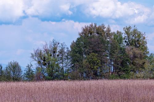 _T4A4004_DxO