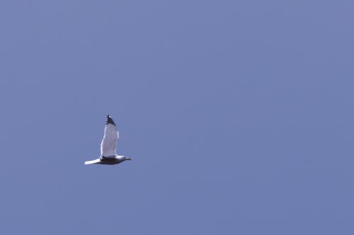 _T4A4007_DxO