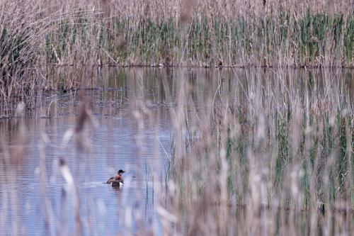 _T4A4017_DxO
