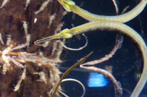 danmark028